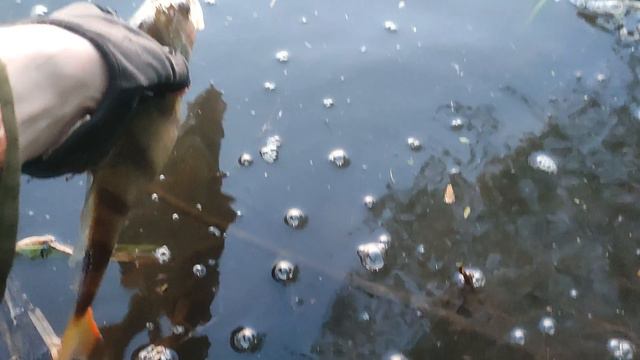 Приманка TUKA Kite : Chubby на стоячей воде