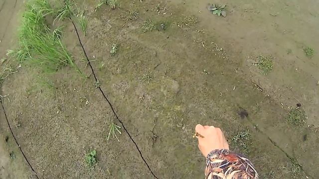 Охота на гуся. Goose hunting. Белолобый гусь и белощекая казарка.