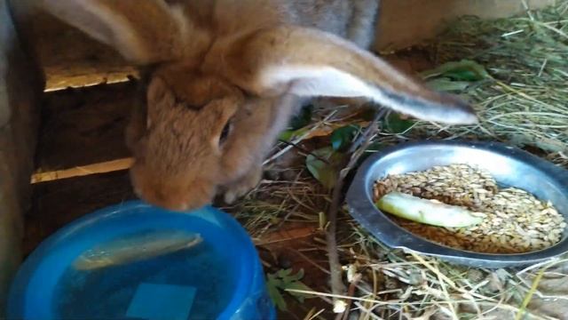 Кролики!!! Кролиководство!!! Разведение кроликов!!!