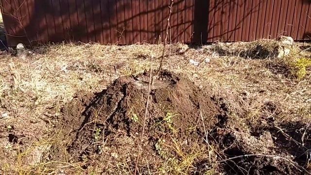 Посадка яблони при высоком уровне грунтовых вод