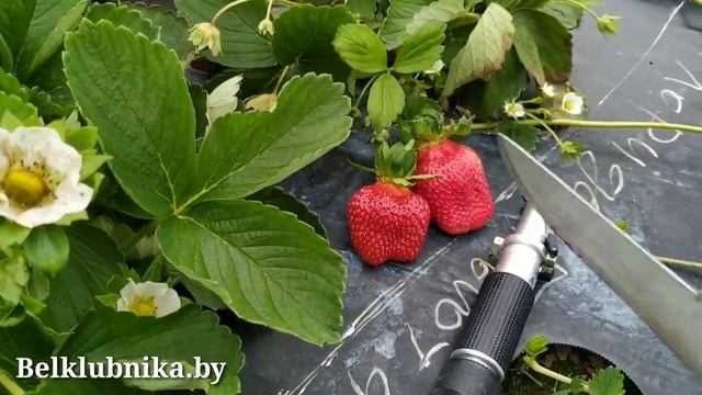 Сорт клубники Флорида Бьюти ? НСД. Belklubnika.by.mp4