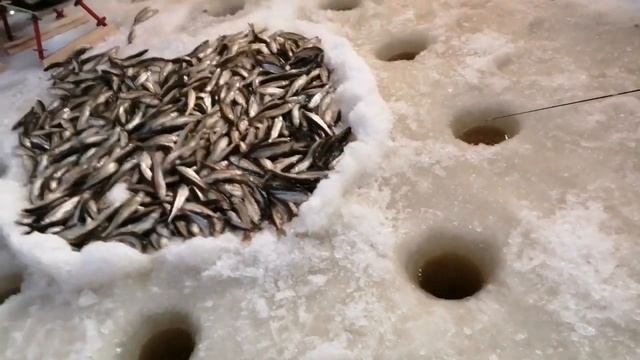 Бешеный клев корюшки(чека). Подледная рыбалка. Сахалинская рыбалка & Sakhalin fishing