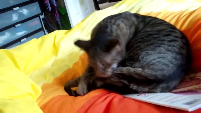 ЖЁсткий бой кота с самим собой . Cat violently beat himself