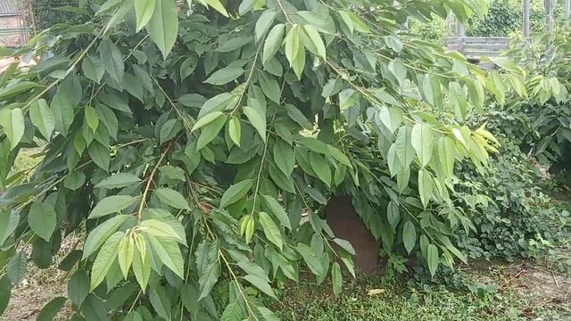 Черешня на ВСЛ 2 или Антипке ?