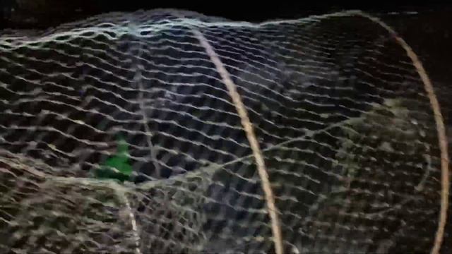 Как ставить мордушку зимой. Ловля ротана на мордушку