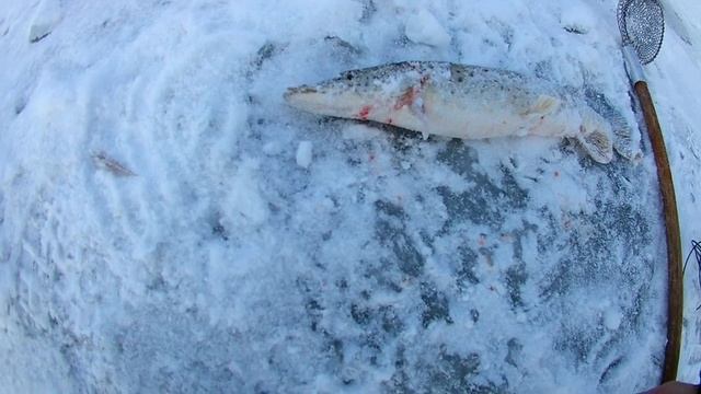 Рыбалка на Амуре...mp4