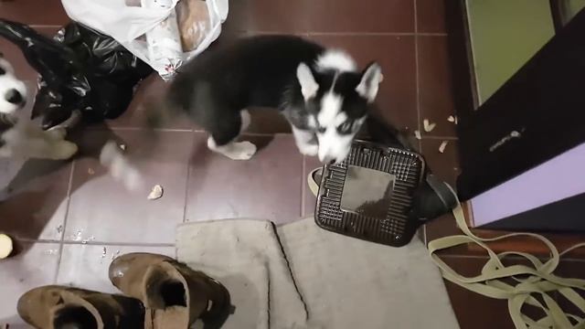 ХАСКИ УНИЧТОЖИЛ ДОМ / хаски и маламуты одни дома устроили погром в квартире