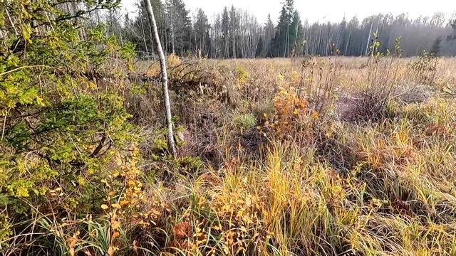 Охота #275 загонная на лося, точный выстрел