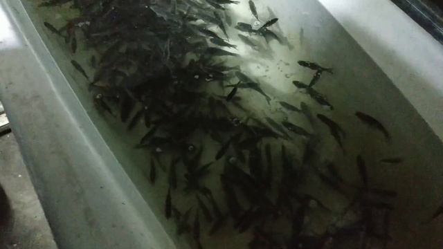 Как Хранят Живца Рыболовные Магазины? Живец Карась Бобруйск