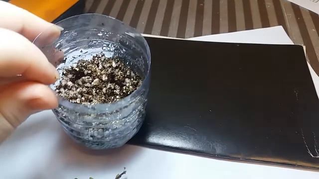 Черенкуем калибрахоа в смесь перлита и вермикулита