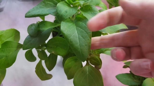 Петуния//Тайдал, Рамблин, Опера//Как формируется  куст//Нужно ли прищипывать центральный побег