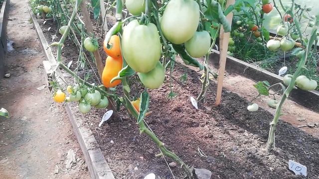 Томат сорта Кенигсберг.