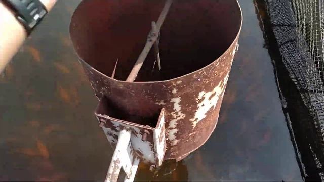 Как выращивают карпа в садках на рыбхозе!?