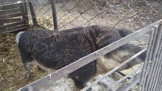 Обжиг кабана дедовским способом, с СОЛОМКОЙ... смалим поросёнка.