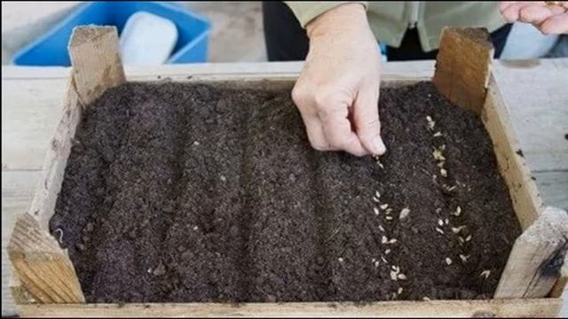 Как вырастить голубую ель дома: правила посадки