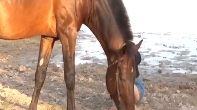 Big Black Horse with Girls Trainer - Horse Mating With Humans For Real Interesting World
