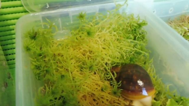 УЛИТКА АХАТИНА - УХОД  , СОДЕРЖАНИЕ , РАЗМНОЖЕНИЕ#КУПЛЮУЛИТКУ#ПРОДАЮАХАТИН( ПИТОМНИК "МАРИ МИСТИК"