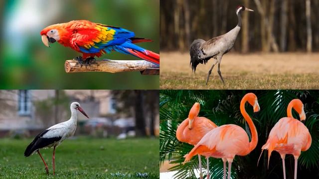 50 птиц - Большая викторина для детей. ?Угадываем птиц. ?