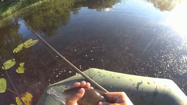 ЛИНЬ В ТРАВЕ. НАШЕЛ ЛИНЯ. ЛОВЛЯ ЛИНЯ С ЛОДКИ. ВЕЧЕРНЯЯ ЛОВЛЯ ЛИНЬКА.