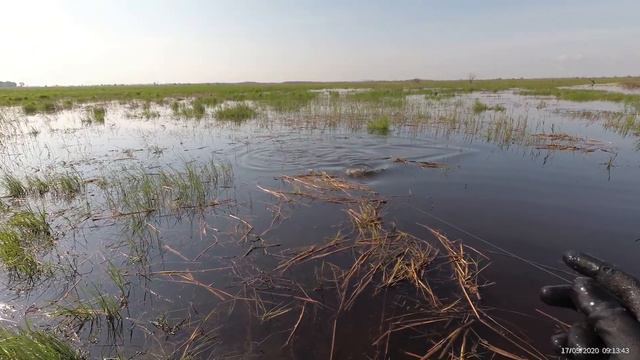 Рыбалка с рогаткой на сазана. SLINGSHOT FISHING
