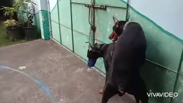 How to assist your Doberman in mating.
