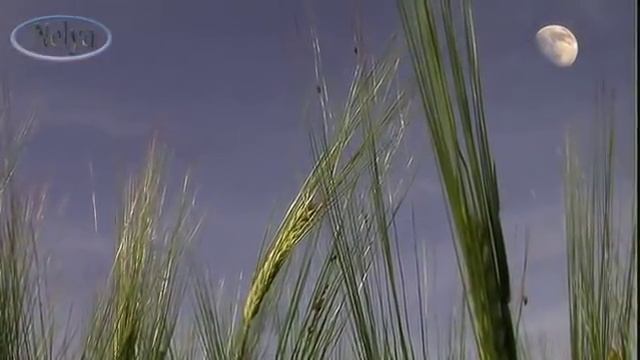 Притча о маме - Ангел хранитель