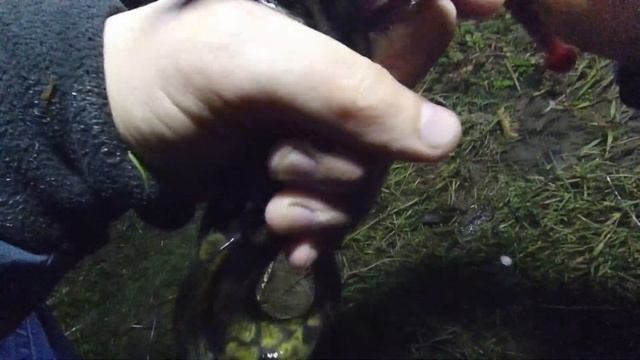 Где искать крупного налима?Налим на рыбную нарезку. Пробуем новые места.