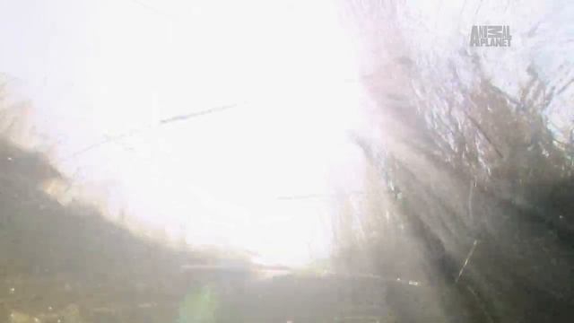 Дикая природа Царские Секреты _ Royal Secrets HD .mp4