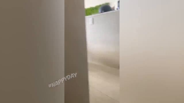 СМЕШНЫЕ КОШКИ 2023 И ДРУГИЕ ЖИВОТНЫЕ.