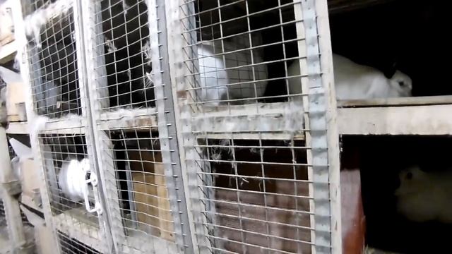 Лечение ушного клеща ивермектином у кроликов (Два способа)