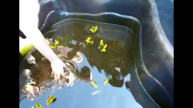 Перезимует ли  КАРАСЬ в искусственном пруду глубиной всего 45 см. Эксперимент