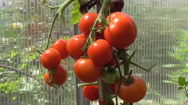 ТОМАТ РАННИЙ 83. №29. ВИДЕО - КАТАЛОГ. Ольга Чернова.