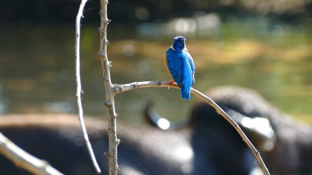 Ультра расслабляющая музыка, чтобы успокоить разум, перестать думать ? Музыка для сна, души и тела