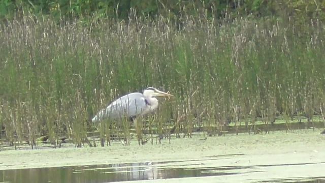 Осень... с МДЖигом за окушком.