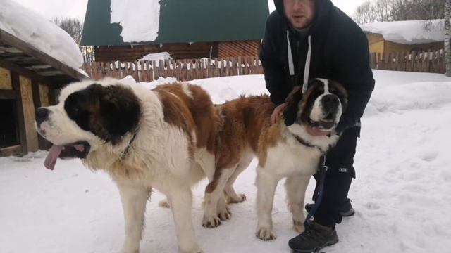 +18 Вязка собак. Сенбернар. Игры СЕНБЕРНАРОВ
