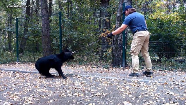 Как научить собаку ходить на поводке, если она упирается
