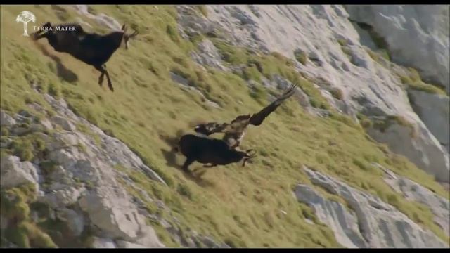 Горный орел против горного козла