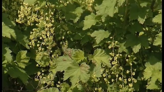 Биопрепарат для образования завязей - Борогум.