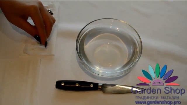 Как выращивать цветок стрелиция (райская птица) размножение из семян видео