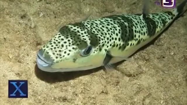 Ядовитая рыба Фугу мигрировала на крымское побережье Черного моря