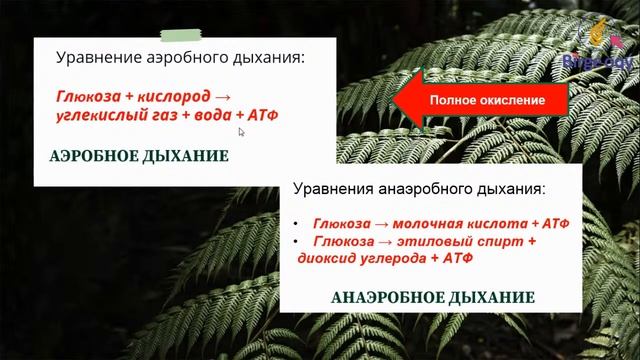 Урок биологии. Тема: Значение дыхания для растений и животных. Типы дыхания