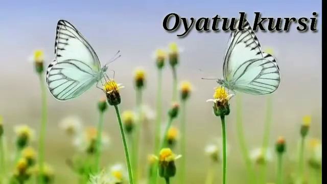 Fotiha surasi, oyatul kursi,ixlos surasi,falaq surasi,an Nas suralari