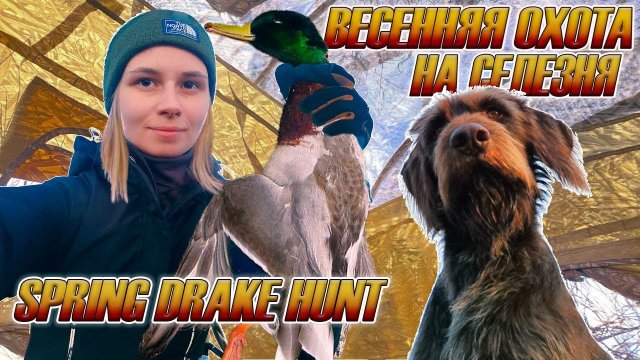 Весенняя охота на селезня с подсадной уткой 2023 / Spring drake hunting with decoys 2023