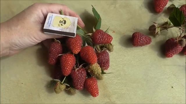 НИЖЕГОРОДЕЦ и САМОХВАЛ  - сорта-гиганты, рем. малина со Школьного Сада.