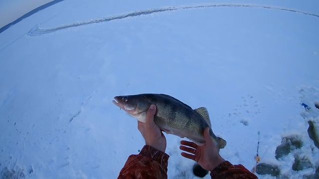Зимняя рыбалка берша, судака на тюльку на Волге. Берш - гигант.