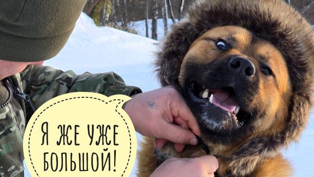 Крушение Артёма. Пёс Кубик закрыл проект календаря с собакой в разных нарядах. Сами так фоткайтесь!