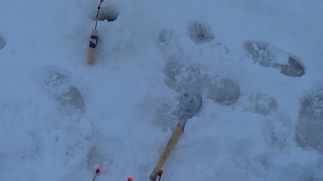 Как ловить корюшку на блесну или самодур? Рыбалка на корюшку на Финском Заливе.