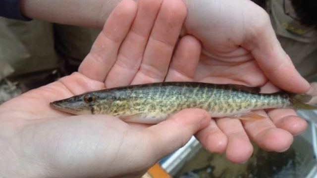 Когда нерест Щуки? Когда Клев Щуки? Посленерестовый период щуки