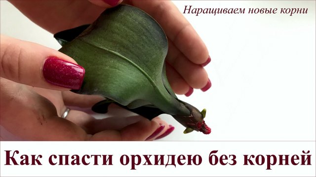 КАК СПАСТИ ОРХИДЕЮ БЕЗ КОРНЕЙ | Способы наращивания корней у орхидеи | Спасение орхидеи