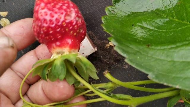 Клубника Флорида бьюти - вторая волна плодоношения